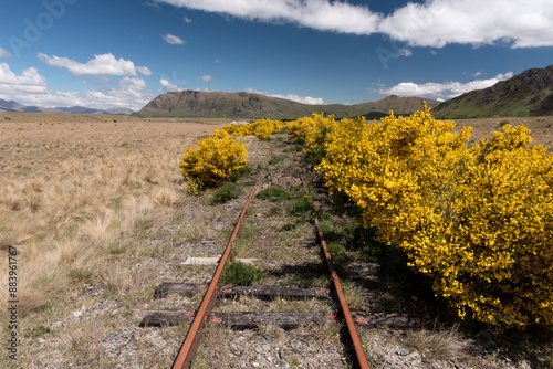 Abandoned Kingston railway on the plain stretching to the horizon. Flowering broom growing over the tracks.