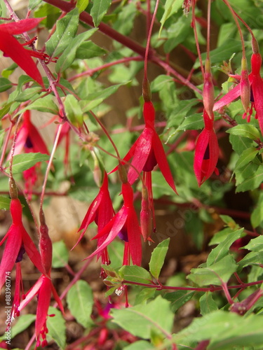 Zbliżenie na kwiaty rośliny z gatunku Fuchsia magellanica photo