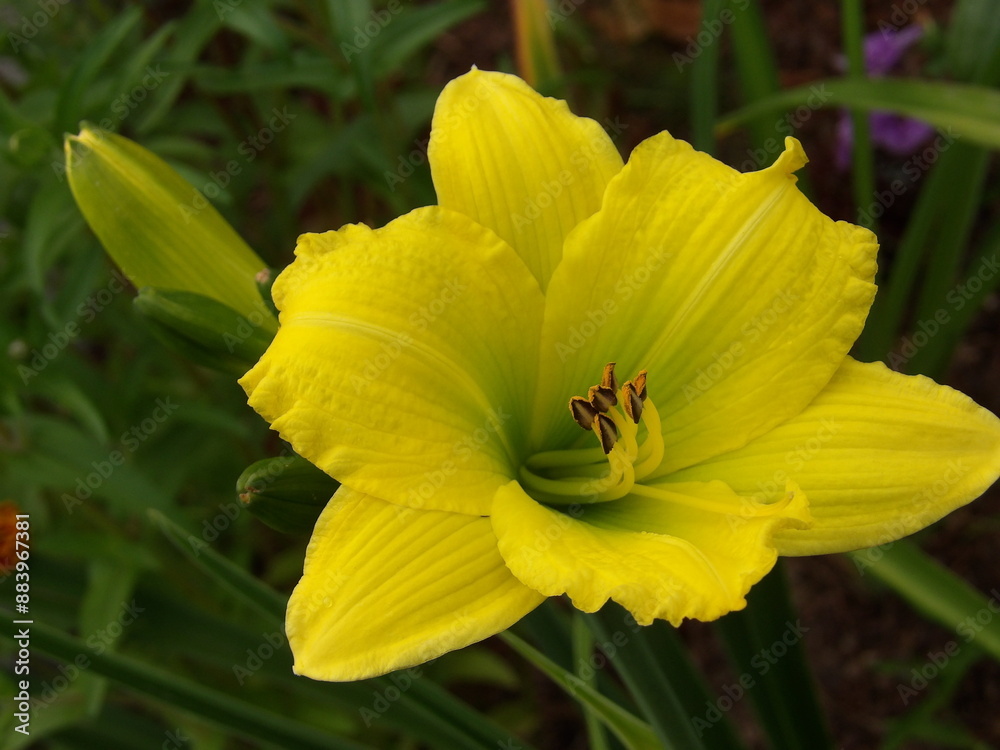 Zbliżenie na barwny kwiat liliowca (hemerocallis) Zbliżenie na barwny kwiat liliowca (hemerocallis)