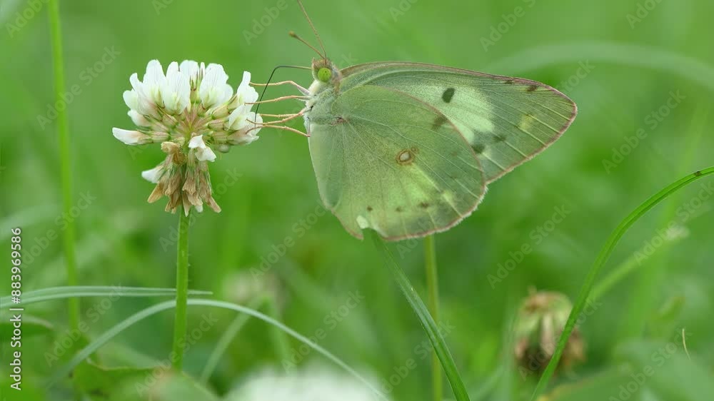 白いクローバーの花の蜜を吸うモンシロチョウ 白いクローバーの花の蜜を吸うモンシロチョウ