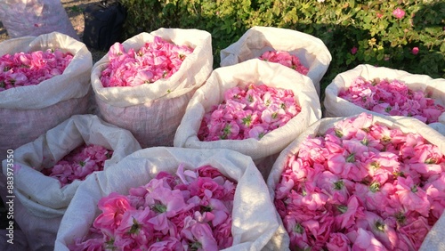 Foto Rose petals in bags