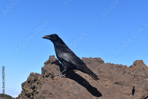 crow on a rock