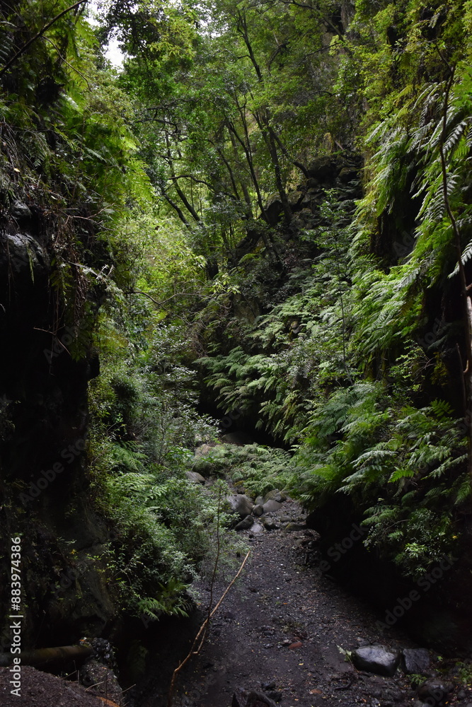 a beautiful forest in la Palma, Canary Islands a beautiful forest in la Palma, Canary Islands
