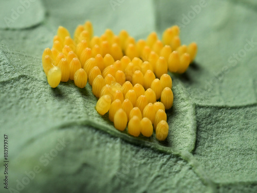 オオモンシロチョウの卵