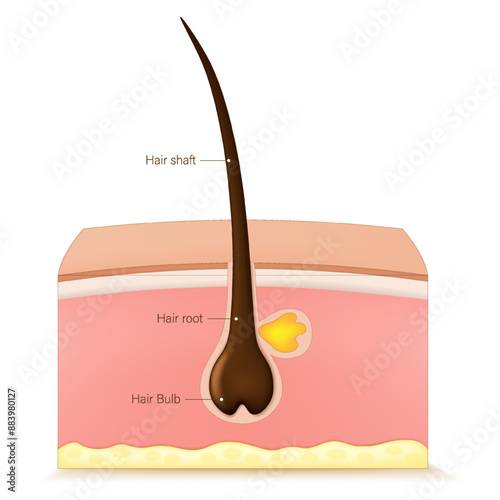 Hair follicle anatomy vector. Skin layers and hair follicle.