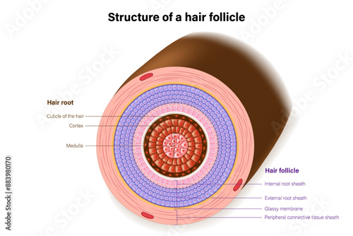 Structure of a hair follicle vector. Hair follicle anatomy. Cross section of hair.