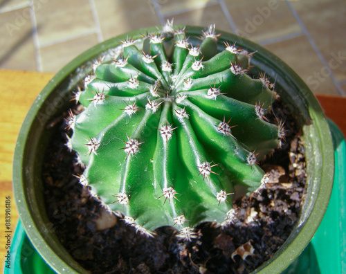 potted cactus plant