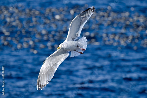 European herring gull photo