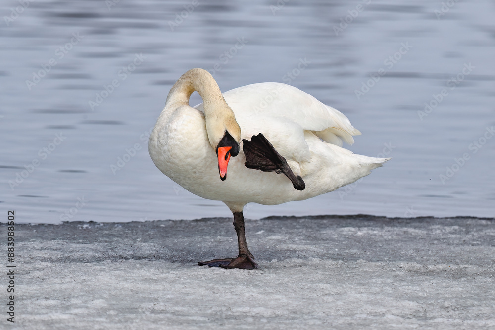 Obraz premium Mute swan balancing