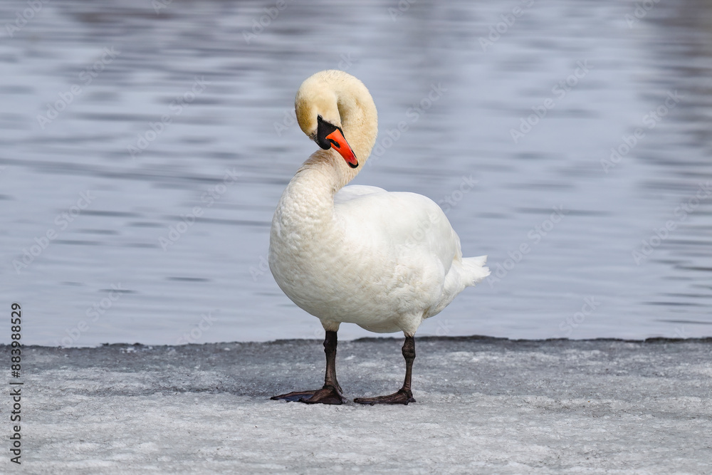 Mute swan flexing Mute swan flexing