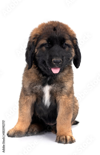 puppy Leonberger in studio © cynoclub