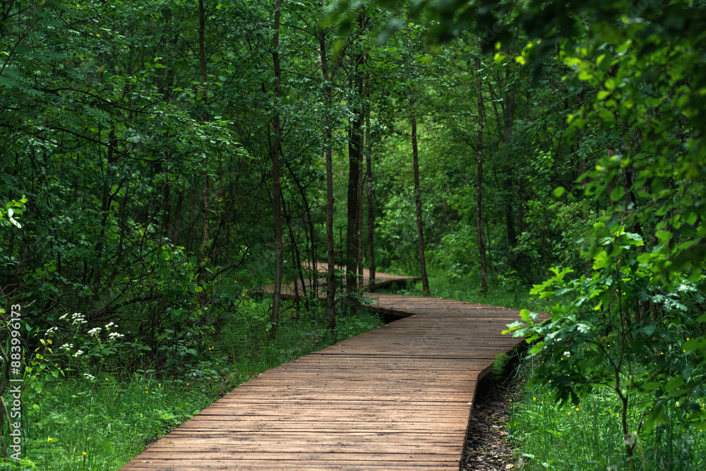 wooden sidewalk on an educational nature trail in the forest wooden sidewalk on an educational nature trail in the forest