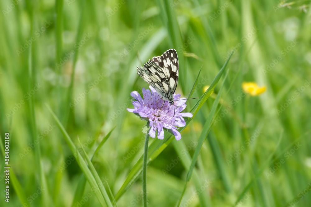 Marbled White (Melanargia galathea) butterfly sitting on a small scabious in Zurich, Switzerland Marbled White (Melanargia galathea) butterfly sitting on a small scabious in Zurich, Switzerland