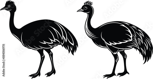 Vector silhouette image of Cassowary