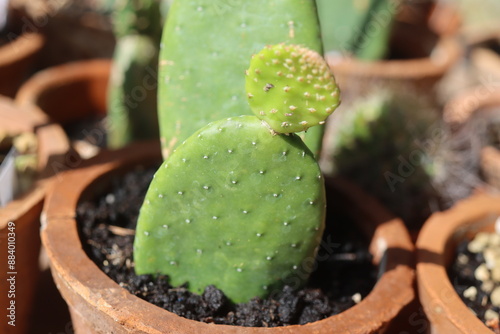 Opuntia inamoena kaktus photo