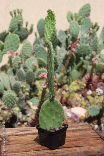 Opuntia ficus indica opuncja vulgaris zwyczajna kaktus photo