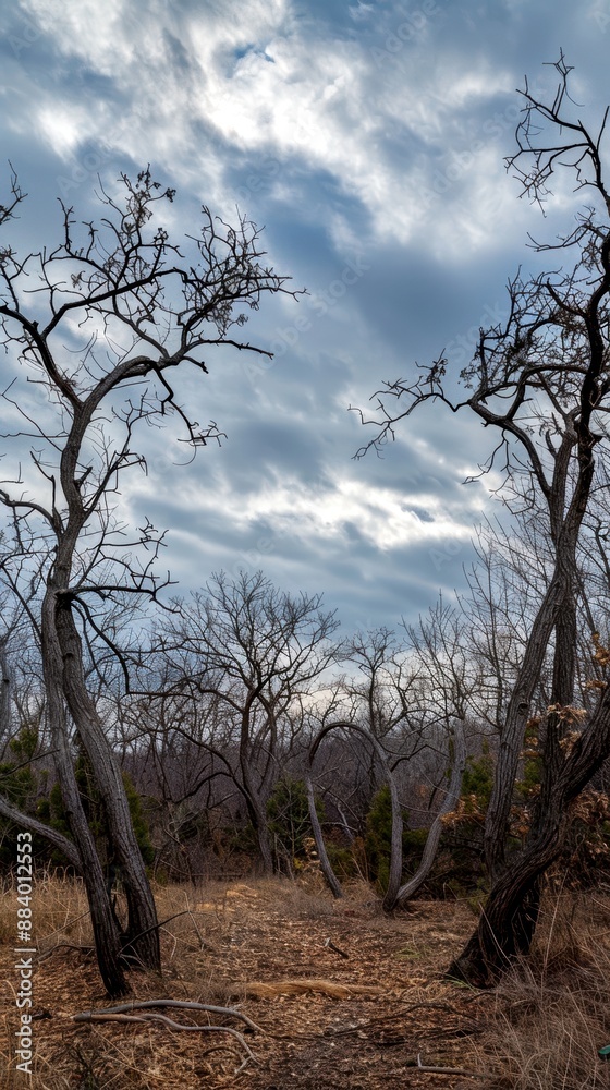 Twisted Trees In Winter Forest. Bare, twisted trees stand in a winter forest under a cloudy sky, creating a stark and eerie landscape.