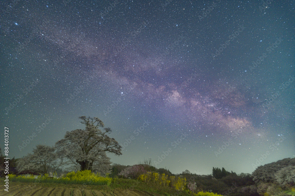 Fototapeta premium 塩ノ崎の桜と天の川