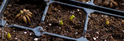 Ranunculus asiaticus or persian buttercup. Sprouting ranunculus corms in a seed tray. Ranunculus corms, tubers or bulbs. Ranunculus sprouts close up.