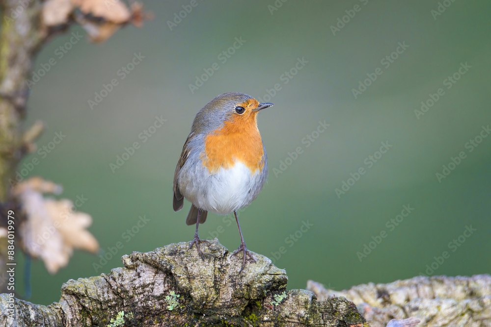 Robin perched on a fallen branch inside an oak forest in Alonsotegi, Bizkaia Robin perched on a fallen branch inside an oak forest in Alonsotegi, Bizkaia