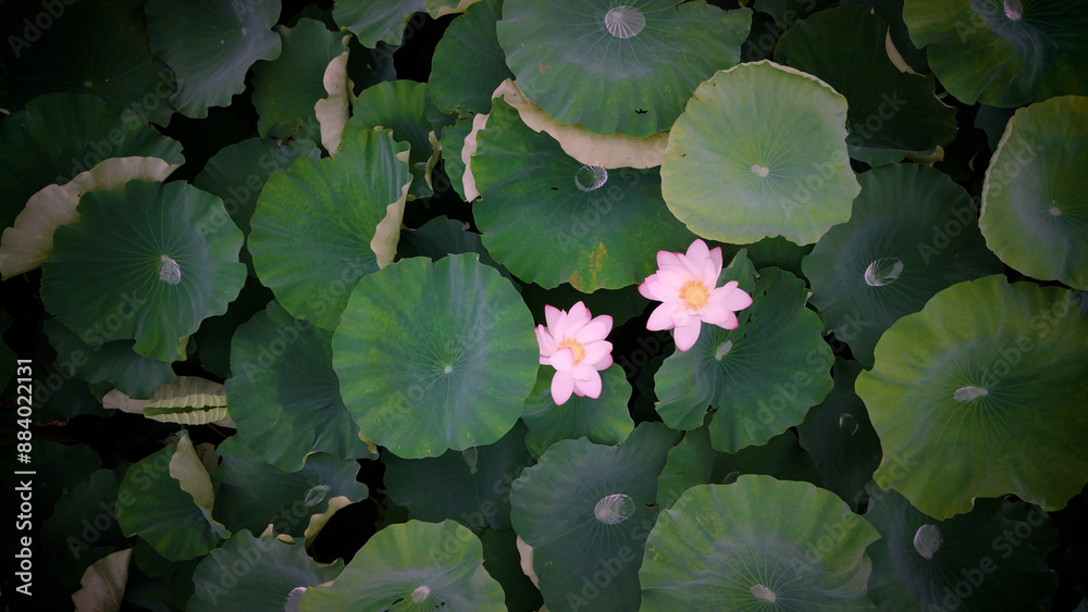 ドローンで撮影した蓮の花(日本) ドローンで撮影した蓮の花(日本)