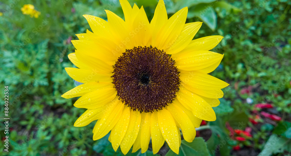 Obraz premium ヒマワリの花