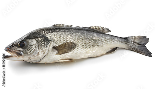 Sea bass fich isolated on white background with clipping path and full depth of field photo