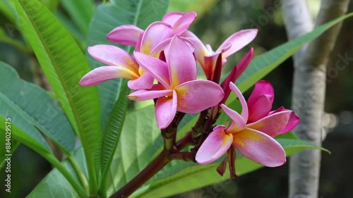 Plumeria rubra also known as red frangipani