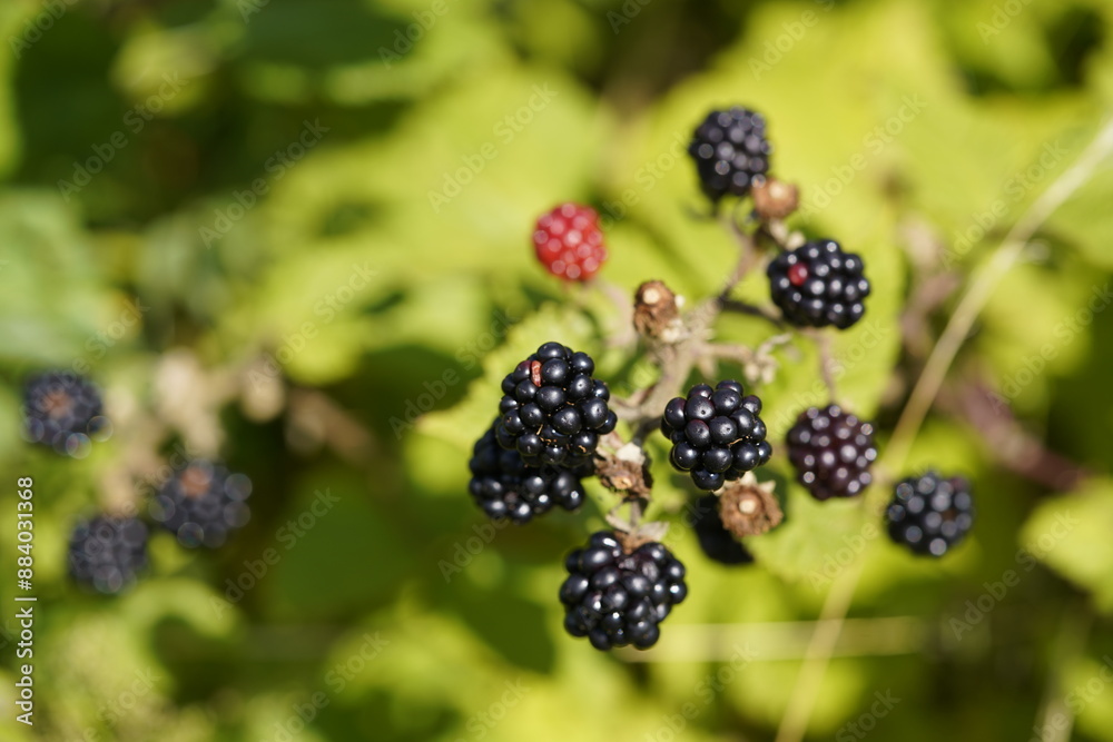 Ripe and unripe blackberries (Rubus sectio Rubus) Rosaceae family, on thorny bushes. Hanover, Germany. Ripe and unripe blackberries (Rubus sectio Rubus) Rosaceae family, on thorny bushes. Hanover, Germany.