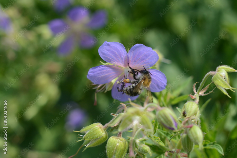 Fototapeta premium Light purple Geranium pratense flower and a bee collecting honey on it