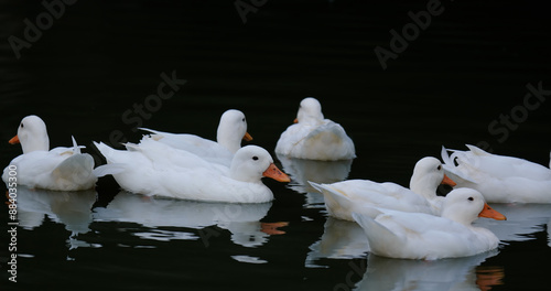 Group of ducks floating on a pond before dark. The Call Duck breed has a fascinating history that includes a foundation in hunting, showing, and eventually human companionship. photo