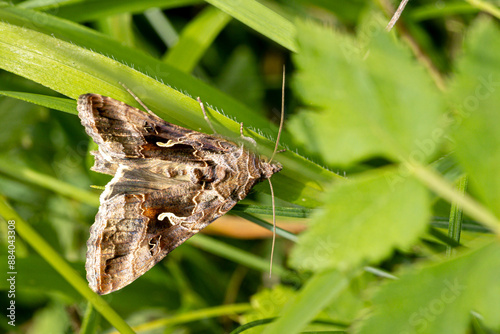 Gammaeule (Autographa gamma) photo