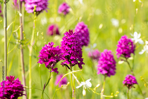 Pyramiden-Hundswurz (Anacamptis pyramidalis) auf einer Wiese
