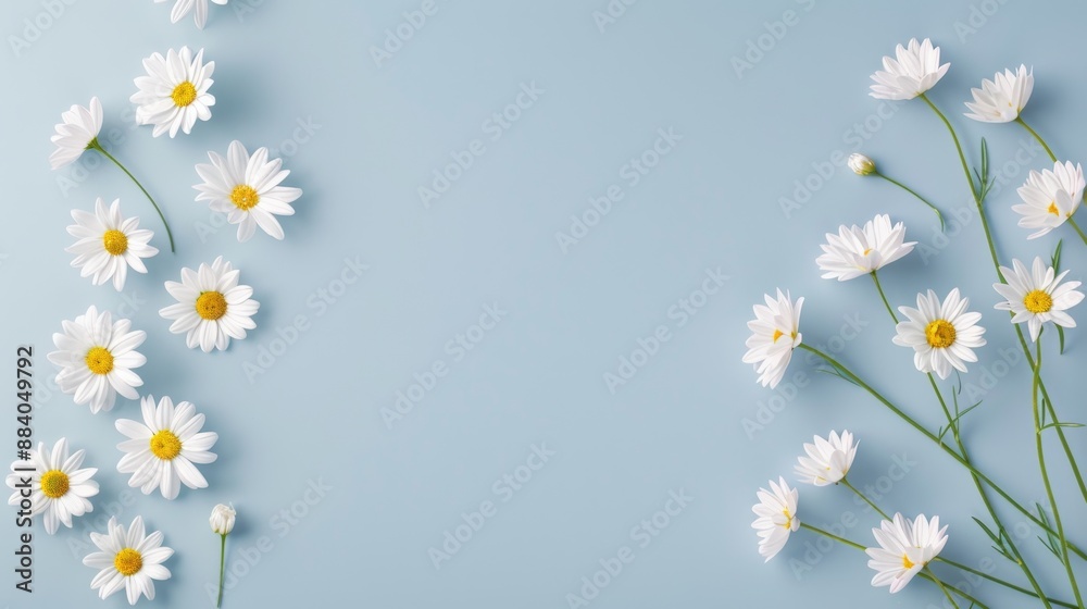 Elegant white daisies arranged artistically on a pastel blue background, creating a serene and minimalist floral composition. Elegant white daisies arranged artistically on a pastel blue background, creating a serene and minimalist floral composition.