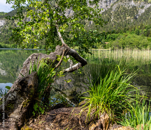 Landschaft am Thumsee, Bad Reichenhall, Bayern, Deutschland, photo