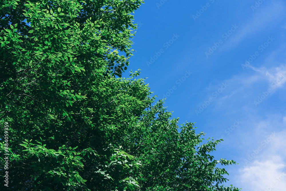 A tree with green leaves is in front of a blue sky A tree with green leaves is in front of a blue sky