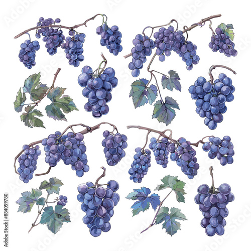 Grapevine Branches Grapes Set Low Detailed Watercolour Line Sketch Crisp Contours White Background Illustration Botanical Fruit Food Minimalist Flat Design Decorative Elements