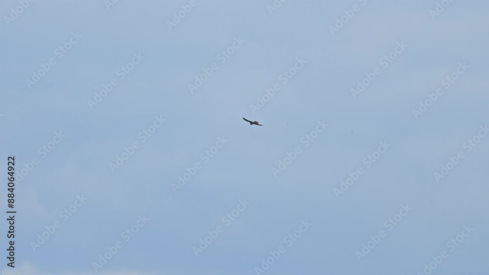 Red kite in flight over city buildings and power lines. Filmed with a telephoto lens on an overcast day, with the bird set against a backdrop of clouds. Red kite in flight over city buildings and power lines. Filmed with a telephoto lens on an overcast day, with the bird set against a backdrop of clouds.