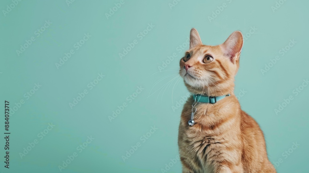 Veterinarian examines pets Take care of your cat is health Veterinarian examines pets Take care of your cat is health