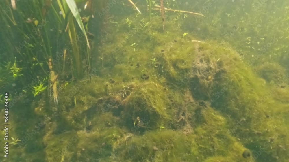 Small stream half-and-half shots, showing underwater life and the surface. Filmed with a glass dome camera. Clear water, sunny day, slow motion. Small stream half-and-half shots, showing underwater life and the surface. Filmed with a glass dome camera. Clear water, sunny day, slow motion.