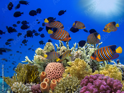 Fototapeta Naklejka Na Ścianę i Meble -  Colorful tropical reef with sun in the blue ocean
