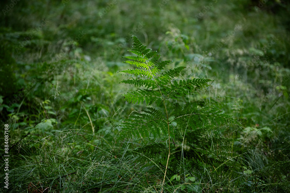 fern in the forest fern in the forest
