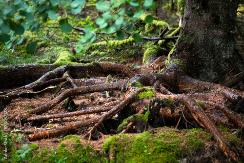 roots of a tree