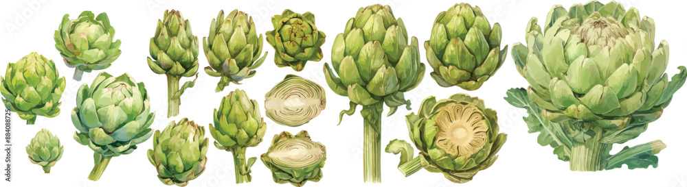 Obraz premium artichoke watercolor clipart 
