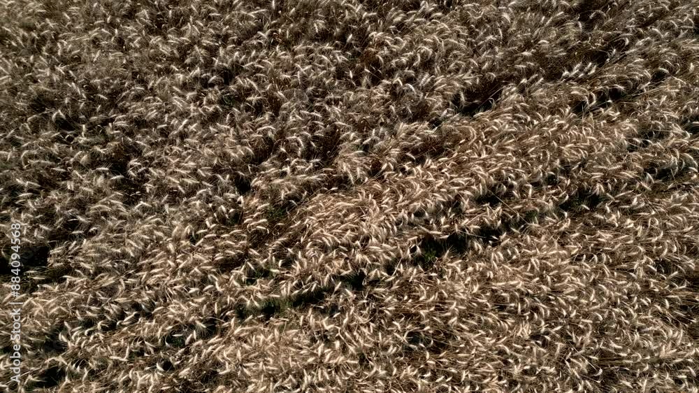 Aerial view natural organic barley field at sunset. Video 4K Aerial view natural organic barley field at sunset. Video 4K