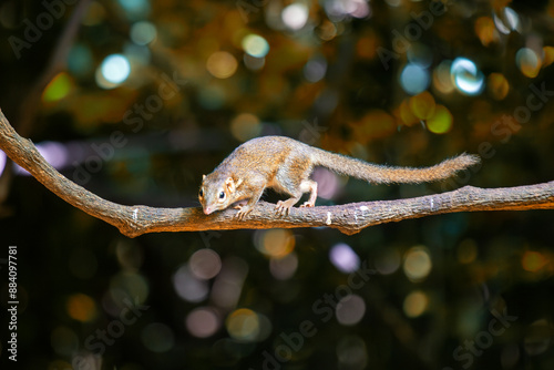 Pygmy Treeshrew (Tupaia minor) - Spotted in Thailand photo