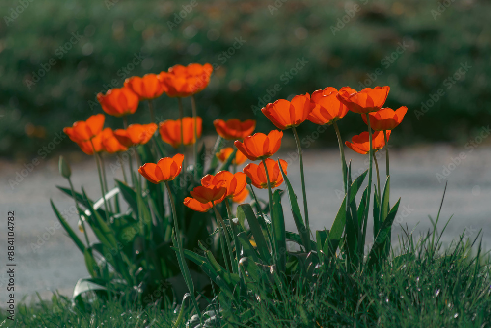 Obraz premium Tulipany