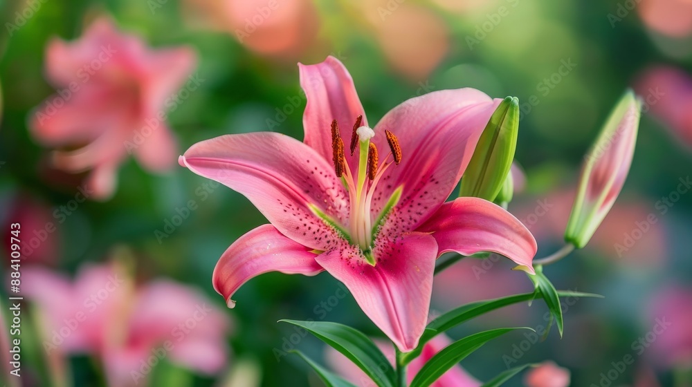 Describe the various parts of a flower and their functions. Describe the various parts of a flower and their functions.
