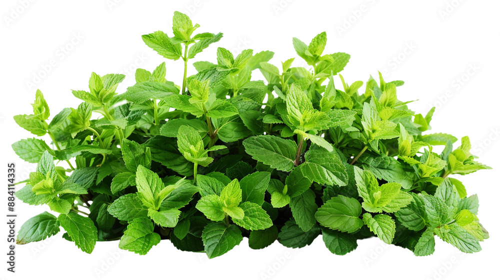Bush of peppermint ,herb,Flower bush shrub tree plant isolated tropical jungle plant  on white background.