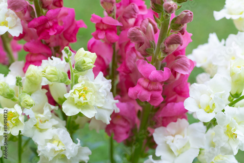 Beautiful white madame butterfly and vibrant pink snapdragons. Snaps close up. Various colors snapdragon flowers close up background.